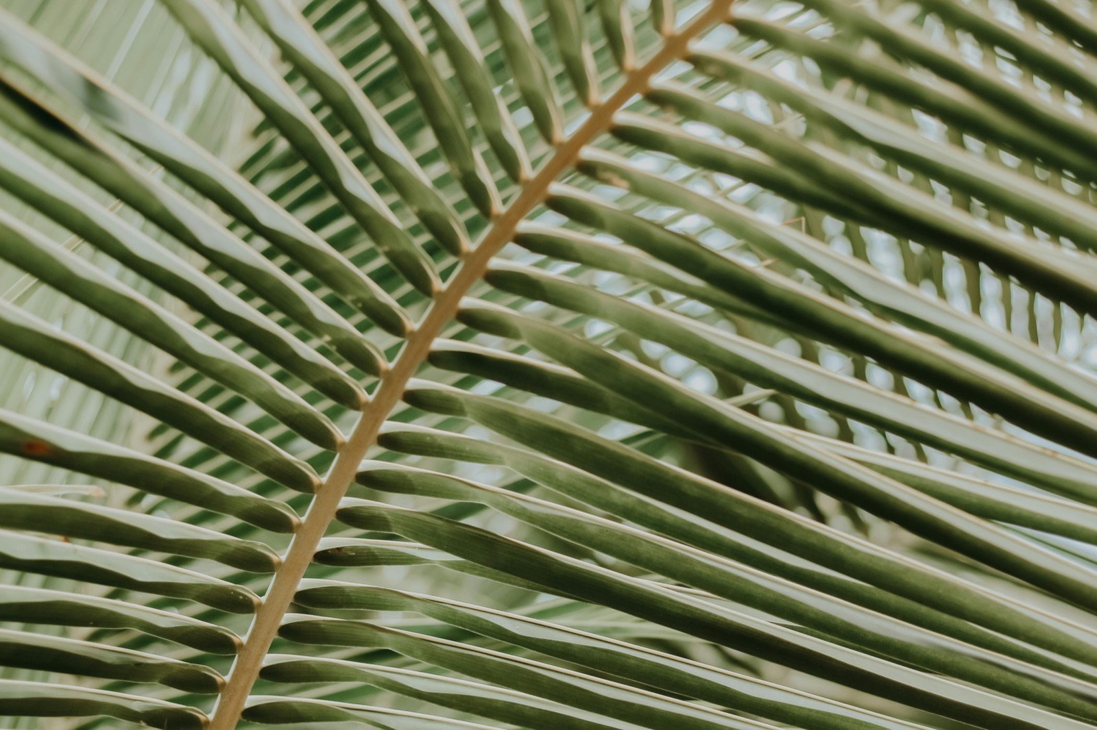 Strength Training for Body and Spirit: My Fitness Journey